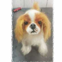 66 TatyanaKo -  Tatiana Korotkikh - King Charles Spaniel